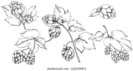 Vector. Arte de tinta de hulus grabado en blanco y negro. Elemento aislado de ilustración de humulus. Planta de hojas de vegetación botánica follaje floral. Patrón de fondo sin inconvenientes. Textura de impresión de papel tapiz de tela.