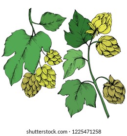 Vector. Black and white engraved ink art. Green leaf. Leaf plant botanical garden floral foliage.Isolated humulus illustration element.
