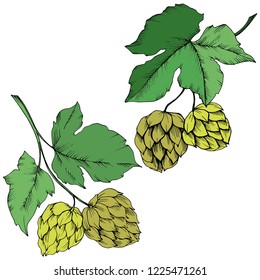 Vector. Black and white engraved ink art. Green leaf. Leaf plant botanical garden floral foliage.Isolated humulus illustration element.