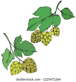 Vector. Black and white engraved ink art. Green leaf. Leaf plant botanical garden floral foliage.Isolated humulus illustration element.
