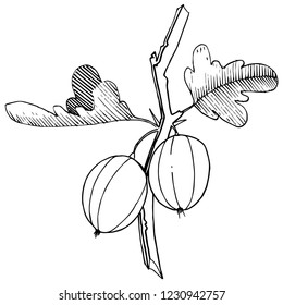 Vector. Arte con tinta grabada en blanco y negro. Elemento de ilustración aislado de la gala. Planta de hoja vegetal de jardinería botánica.