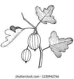 Vector. Arte con tinta grabada en blanco y negro. Elemento de ilustración aislado de la gala. Planta de hoja vegetal de jardinería botánica.