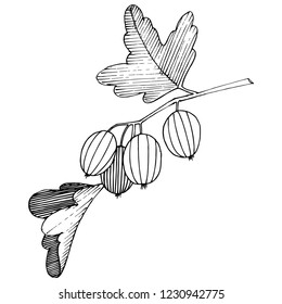 Vector. Arte con tinta grabada en blanco y negro. Elemento de ilustración aislado de la gala. Planta de hoja vegetal de jardinería botánica.