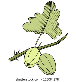 Vector. Black and white engraved ink art. Isolated gooseberry illustration element. Green leaf. Leaf plant botanical garden floral foliage.