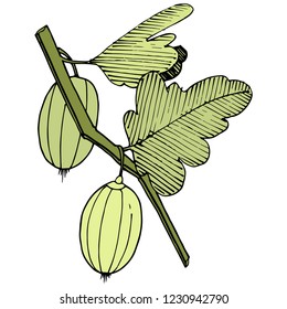 Vector. Black and white engraved ink art. Isolated gooseberry illustration element. Green leaf. Leaf plant botanical garden floral foliage.