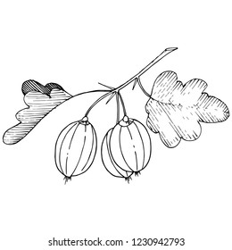 Vektorgrafik. Schwarz-Weiß-Gravur mit Farbengravur. Einziger Stachelbeere-Illustrationsteil. Blattpflanzenpflanze botanisches Gärtenblättern.