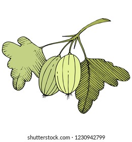 Vector. Arte con tinta grabada en blanco y negro. Elemento de ilustración aislado de la gala. Hoja verde. Planta de hojas de vegetación botánica follaje floral.