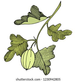 Vector. Black and white engraved ink art. Isolated gooseberry illustration element. Green leaf. Leaf plant botanical garden floral foliage.