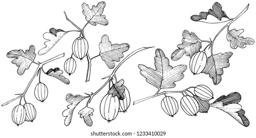 Vector. Black and white engraved ink art. Isolated gooseberry illustration element. Leaf plant botanical gardenl foliage.