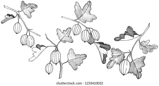 Vektorgrafik. Schwarz-Weiß-Gravur mit Farbengravur. Einziger Stachelbeere-Illustrationsteil. Blattpflanzenpflanze botanisches Gärtenblättern.