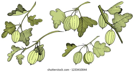 Vector. Arte con tinta grabada en blanco y negro. Elemento de ilustración aislado de la gala. Hoja verde. Planta de hojas de vegetación botánica follaje floral.