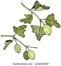 Vector. Black and white engraved ink art. Isolated gooseberry illustration element. Green leaf. Leaf plant botanical garden floral foliage.