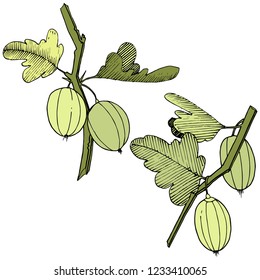 Vector. Arte con tinta grabada en blanco y negro. Elemento de ilustración aislado de la gala. Hoja verde. Planta de hojas de vegetación botánica follaje floral.