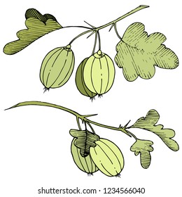 Vector. Black and white engraved ink art. Isolated gooseberry illustration element. Green leaf. Leaf plant botanical garden floral foliage.