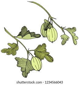 Vector. Black and white engraved ink art. Isolated gooseberry illustration element. Green leaf. Leaf plant botanical garden floral foliage.