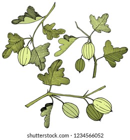 Vector. Black and white engraved ink art. Isolated gooseberry illustration element. Green leaf. Leaf plant botanical garden floral foliage.