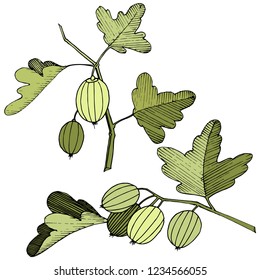 Vector. Black and white engraved ink art. Isolated gooseberry illustration element. Green leaf. Leaf plant botanical garden floral foliage.