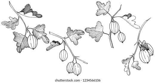 Vector. Black and white engraved ink art. Isolated gooseberry illustration element. Leaf plant botanical gardenl foliage.