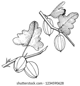 Vector. Black and white engraved ink art. Isolated gooseberry illustration element. Leaf plant botanical gardenl foliage.