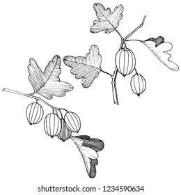 Vector. Black and white engraved ink art. Isolated gooseberry illustration element. Leaf plant botanical gardenl foliage.
