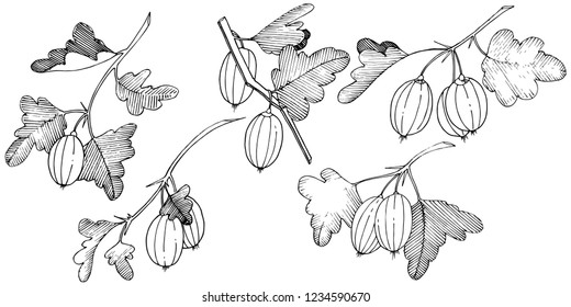 Vector. Black and white engraved ink art. Isolated gooseberry illustration element. Leaf plant botanical gardenl foliage.