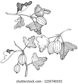 Vector. Black and white engraved ink art. Isolated gooseberry illustration element. Leaf plant botanical gardenl foliage.