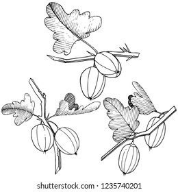 Vector. Black and white engraved ink art. Isolated gooseberry illustration element. Leaf plant botanical gardenl foliage.