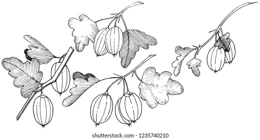 Vector. Black and white engraved ink art. Isolated gooseberry illustration element. Leaf plant botanical gardenl foliage.