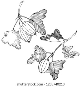 Vector. Black and white engraved ink art. Isolated gooseberry illustration element. Leaf plant botanical gardenl foliage.