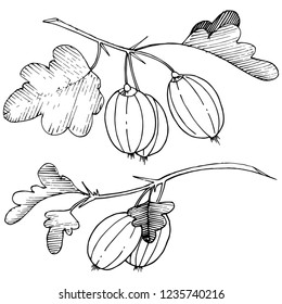 Vector. Black and white engraved ink art. Isolated gooseberry illustration element. Leaf plant botanical gardenl foliage.