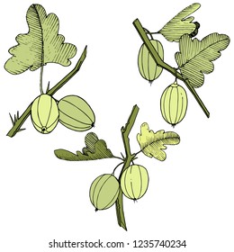 Vector. Black and white engraved ink art. Isolated gooseberry illustration element. Green leaf. Leaf plant botanical garden floral foliage.