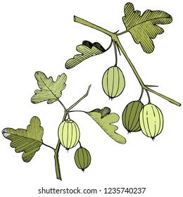 Vector. Black and white engraved ink art. Isolated gooseberry illustration element. Green leaf. Leaf plant botanical garden floral foliage.