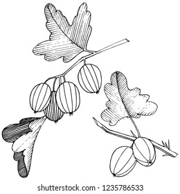 Vector. Black and white engraved ink art. Isolated gooseberry illustration element. Leaf plant botanical gardenl foliage.