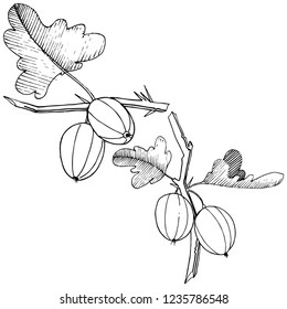 Vector. Black and white engraved ink art. Isolated gooseberry illustration element. Leaf plant botanical gardenl foliage.