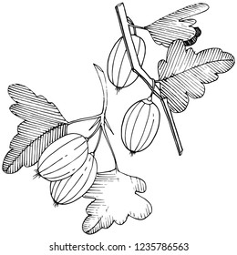 Vector. Black and white engraved ink art. Isolated gooseberry illustration element. Leaf plant botanical gardenl foliage.