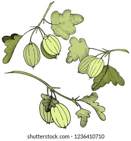 Vector. Black and white engraved ink art. Isolated gooseberry illustration element. Green leaf. Leaf plant botanical garden floral foliage.
