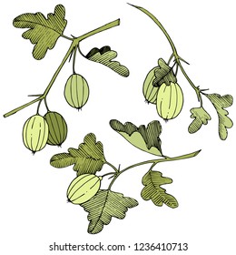 Vector. Black and white engraved ink art. Isolated gooseberry illustration element. Green leaf. Leaf plant botanical garden floral foliage.