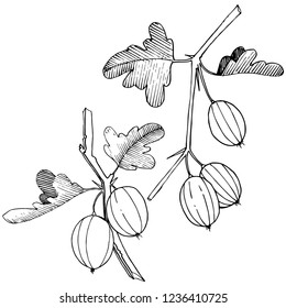 Vector. Black and white engraved ink art. Isolated gooseberry illustration element. Leaf plant botanical gardenl foliage.