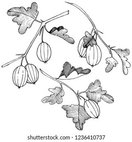 Vector. Black and white engraved ink art. Isolated gooseberry illustration element. Leaf plant botanical gardenl foliage.