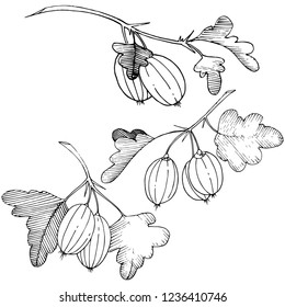 Vector. Black and white engraved ink art. Isolated gooseberry illustration element. Leaf plant botanical gardenl foliage.