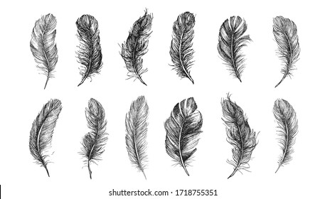 Vector Black and White Feather Pattern