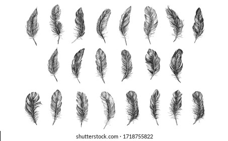 Vector Black and White Feather Pattern