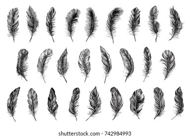 Vector Black and White Feather Pattern
