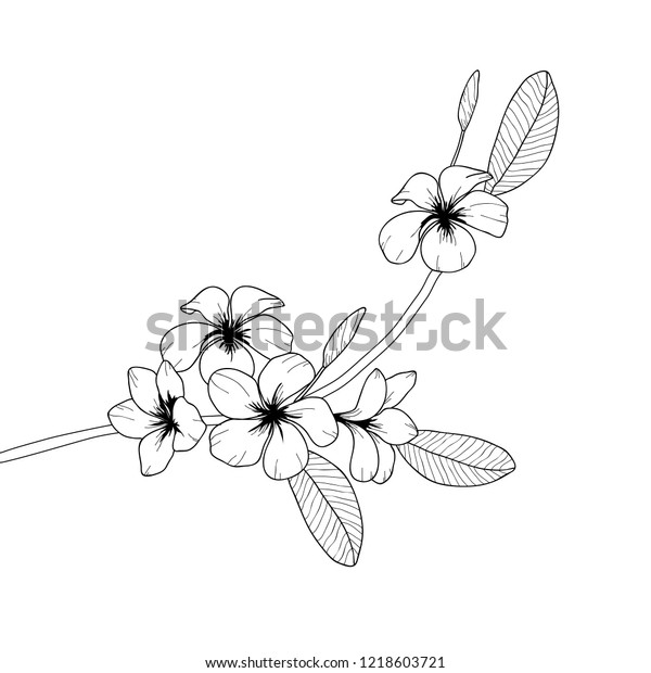 Vector Black White Floral Illustration Plumeria Stock Vector (Royalty ...