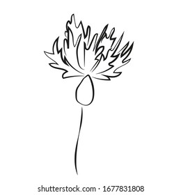 
vector black and white flower cornflower, doodle illustration, isolated element