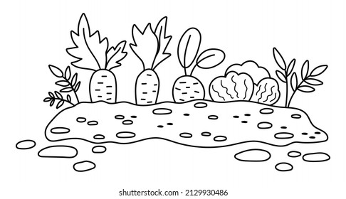 Vector black and white garden sprouted plants isolated on white background. Outline spring vegetable nursery bed illustration. Gardening or farm seed bed line icon with carrot, cabbage, beetroot
