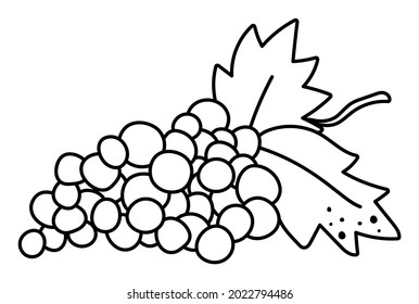 Vector black and white grapes with leaves. Autumn fruit line icon. Funny outline grape wine illustration isolated on white background. Garden or farm harvest clipart
