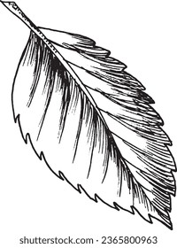 Vector black and white graphic illustration of leaves, hand drawn