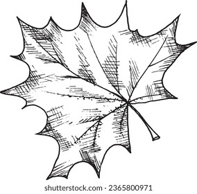 Ilustración gráfica vectorial en blanco y negro de la hoja de arce, dibujada a mano