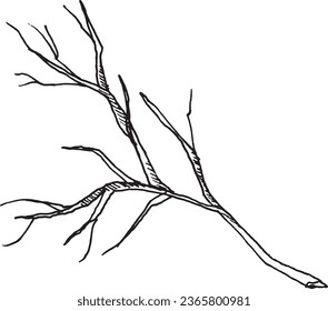 Vector black and white graphic illustration of dry bare tree branch, hand drawn
